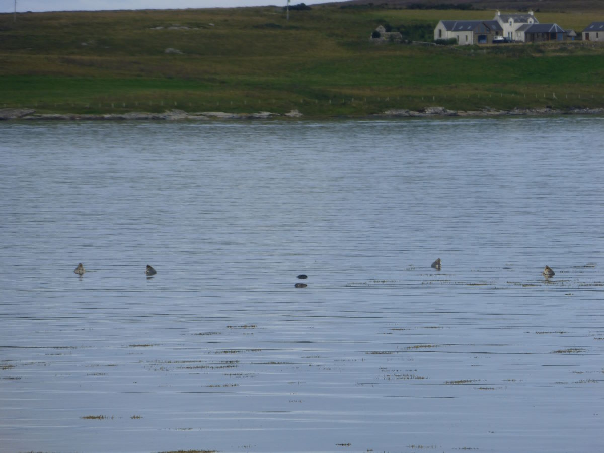 argyll and islay