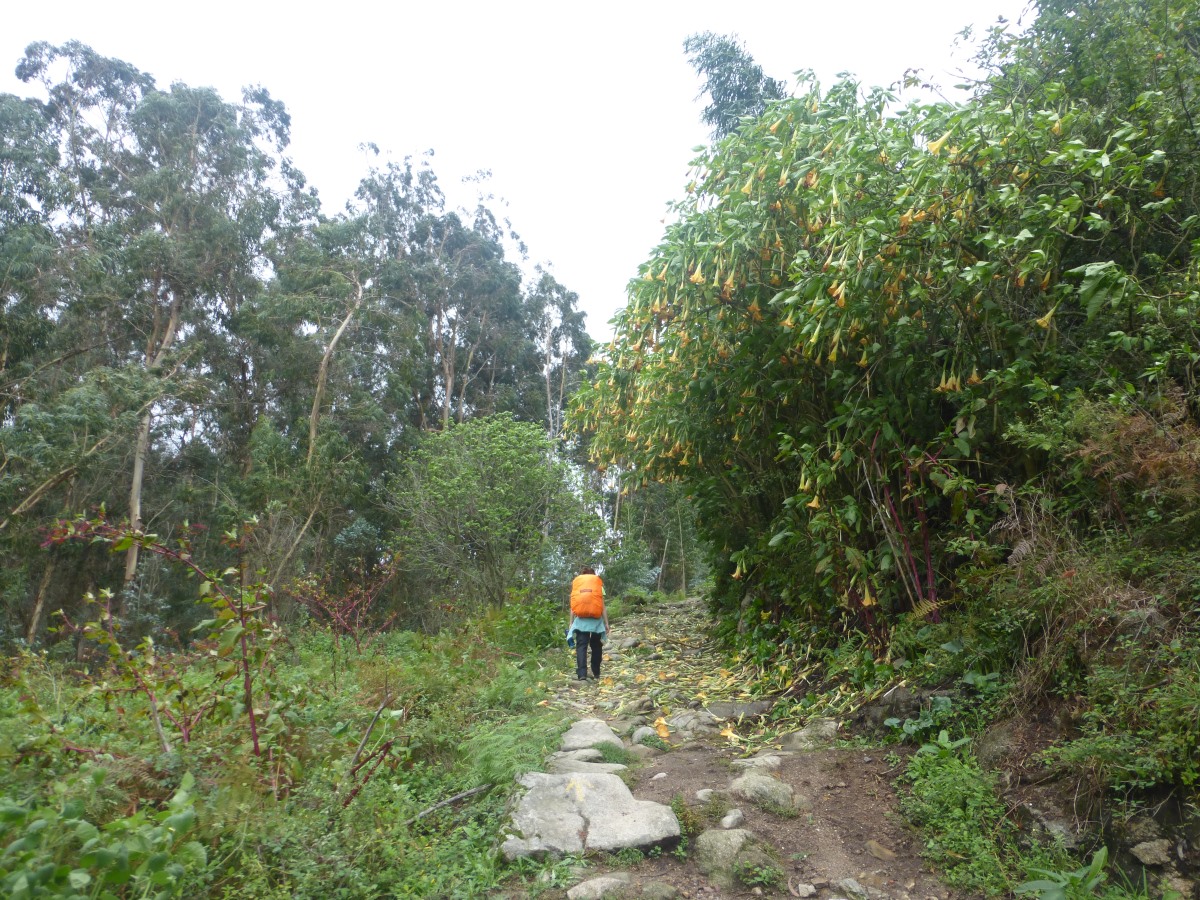 camino portugues