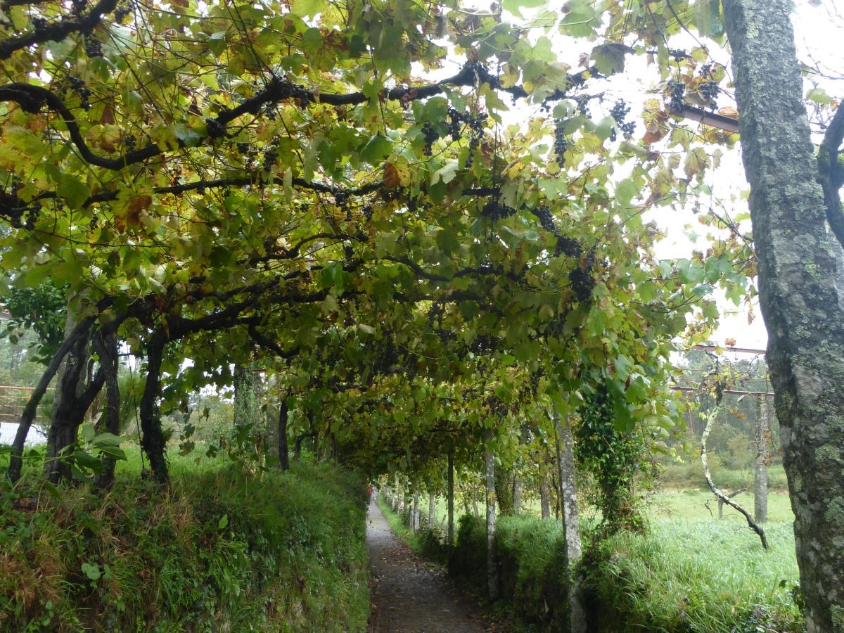 camino portugues