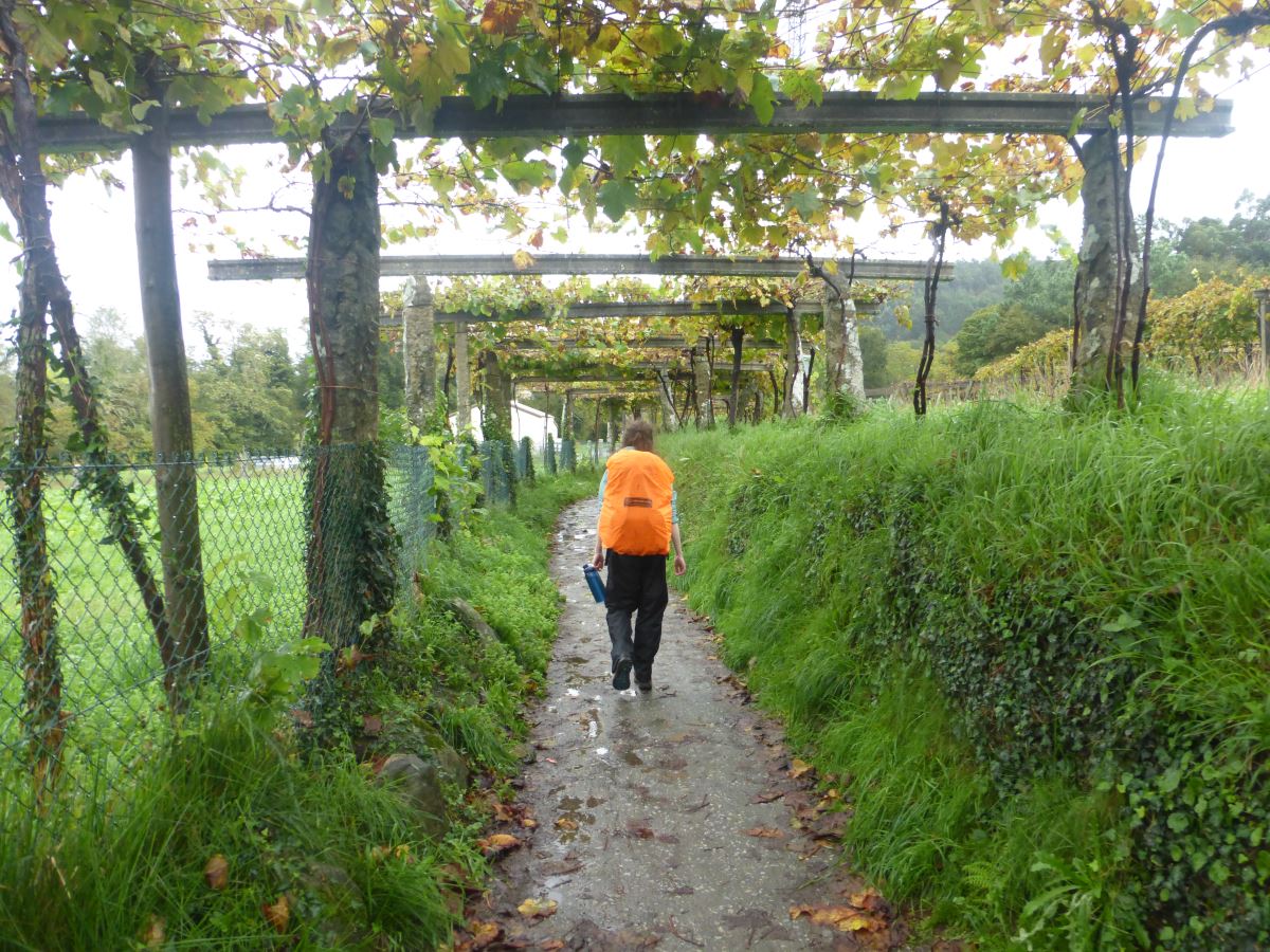 camino portugues