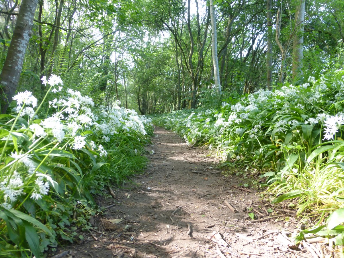 St Cuthbert's Way