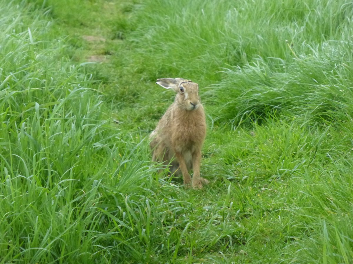 St Cuthbert's Way