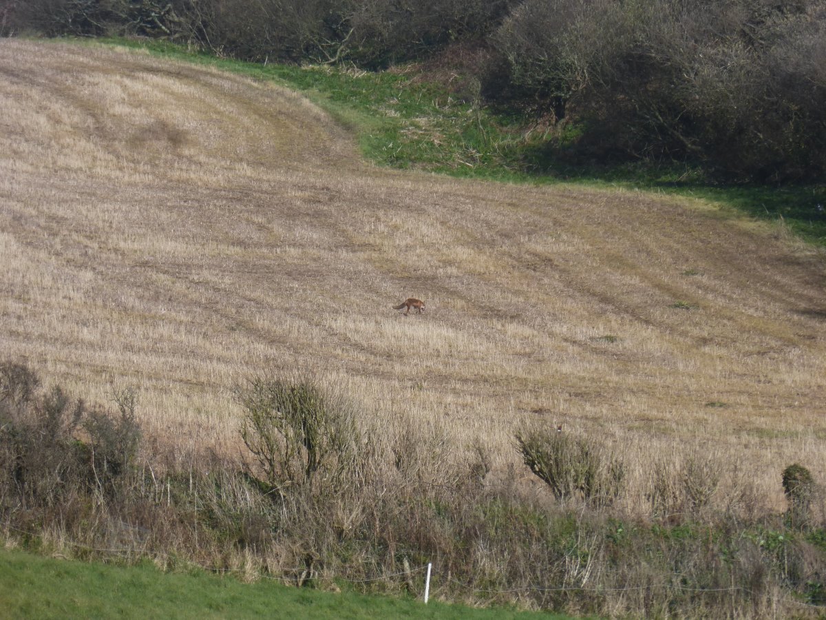 SW Coast Path