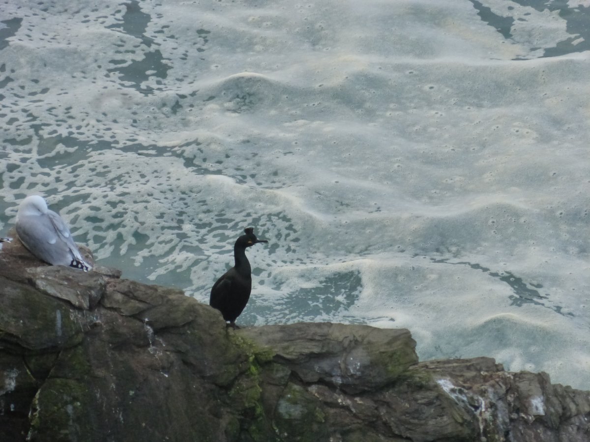 SW Coast Path