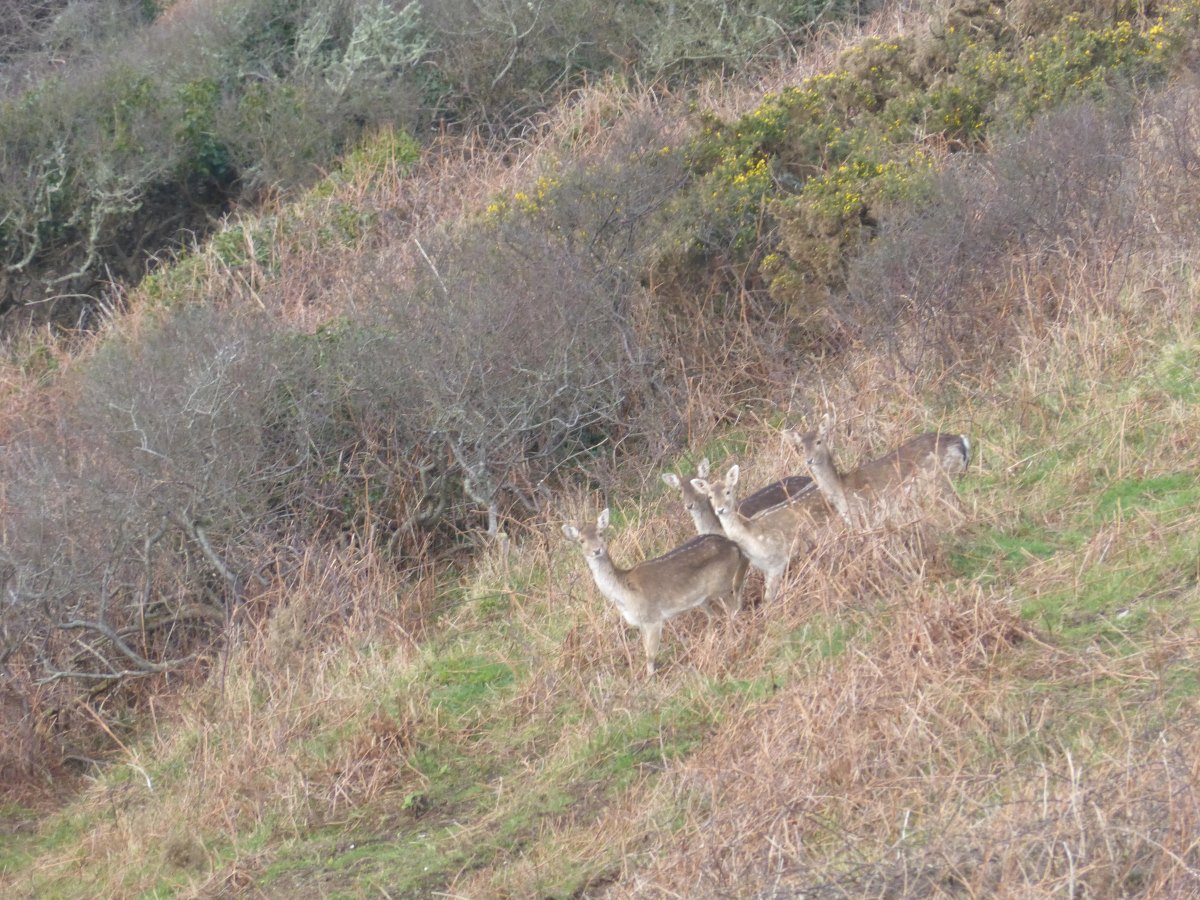 SW Coast Path