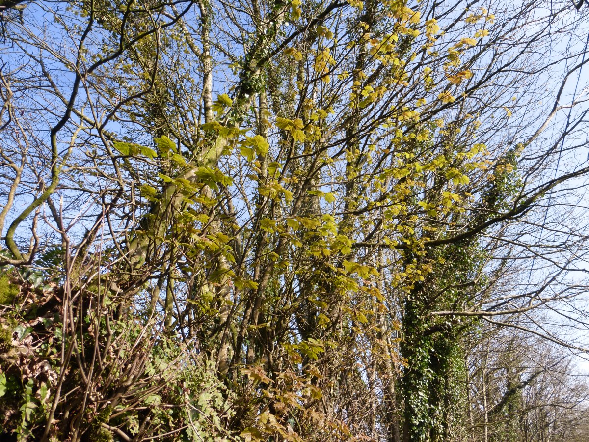 Two Moors Way