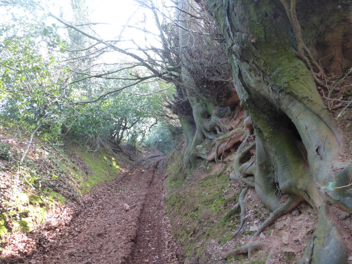 Macmillan Way West