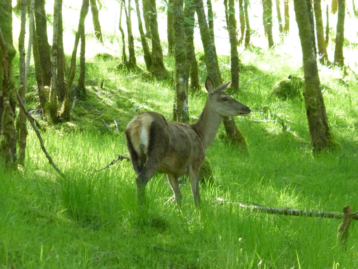 West Highland Way
