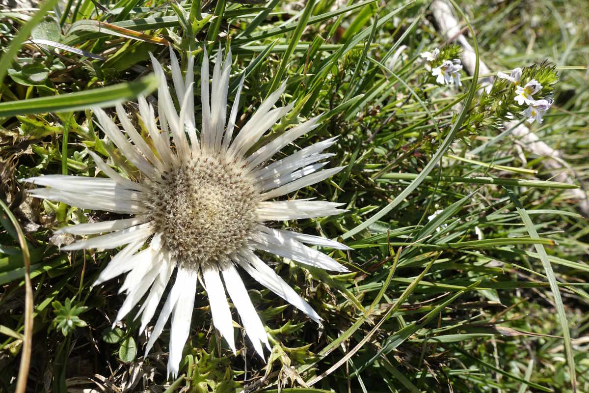 kaiserkrone