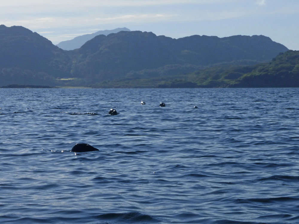 lochshiel