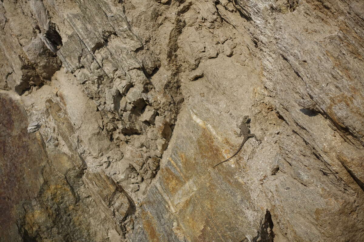 manaslu circuit