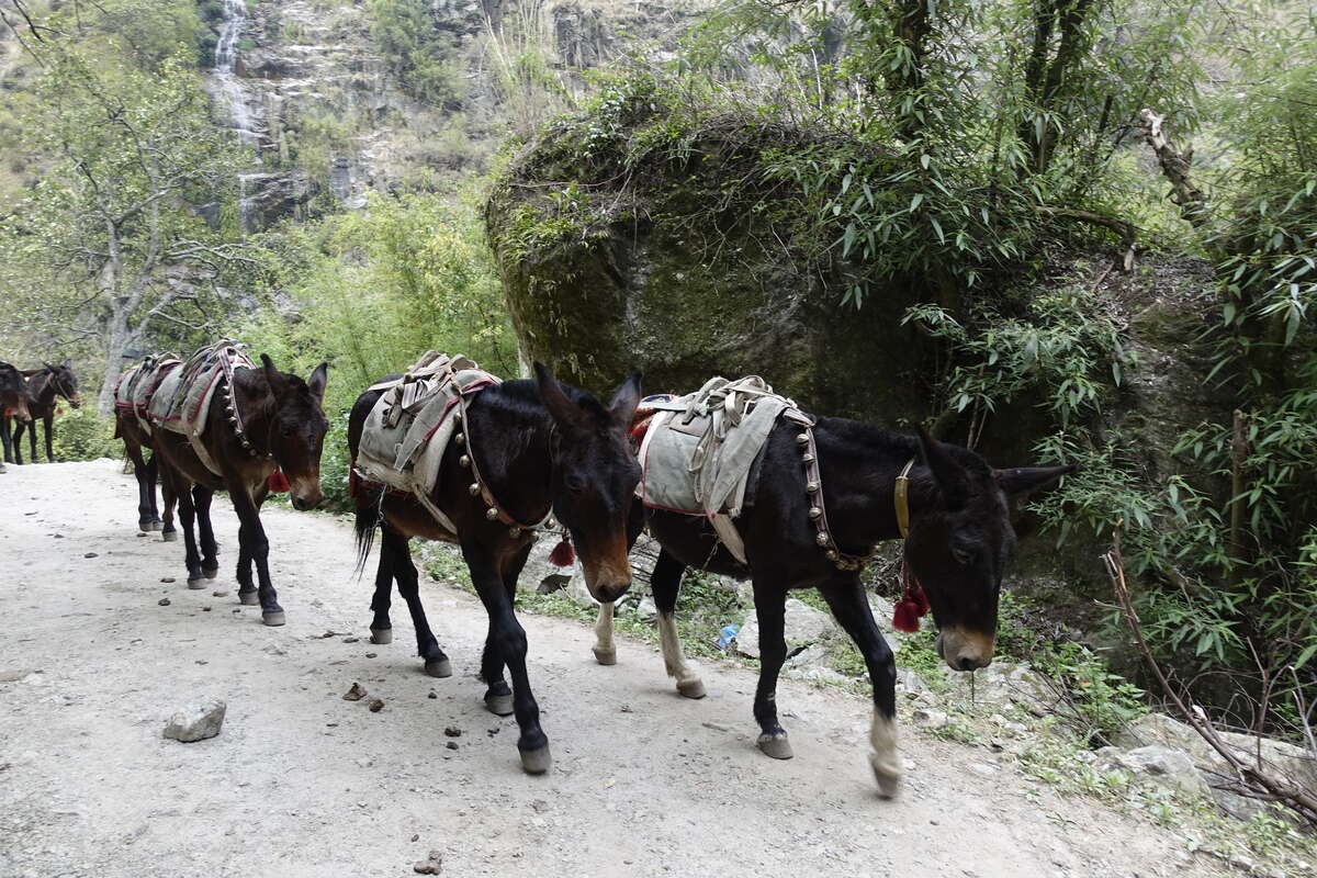 manaslu circuit