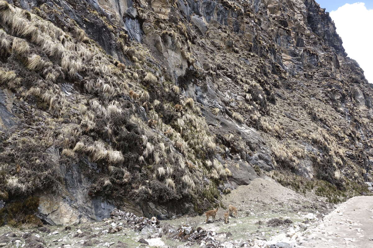 manaslu circuit