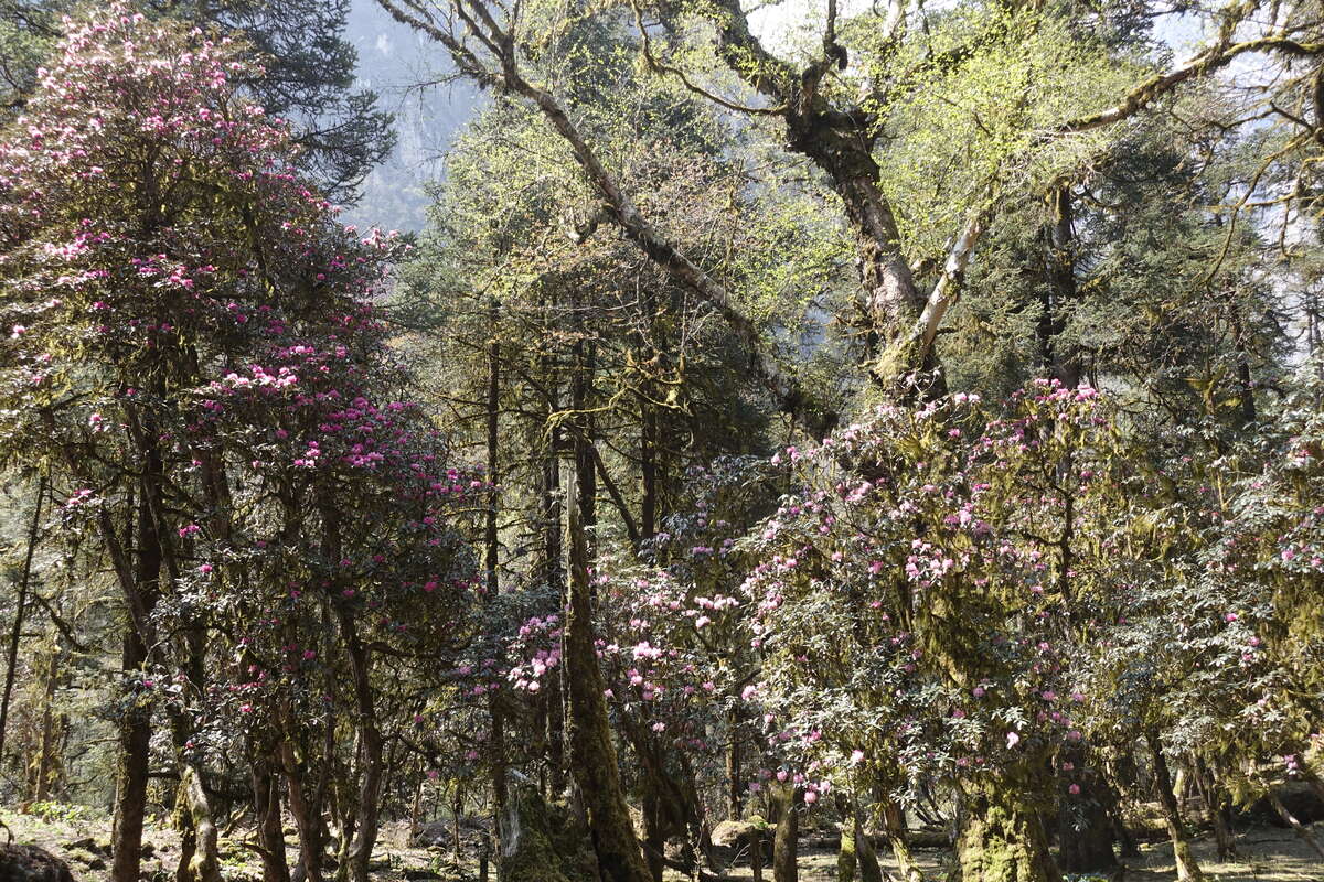 manaslu circuit