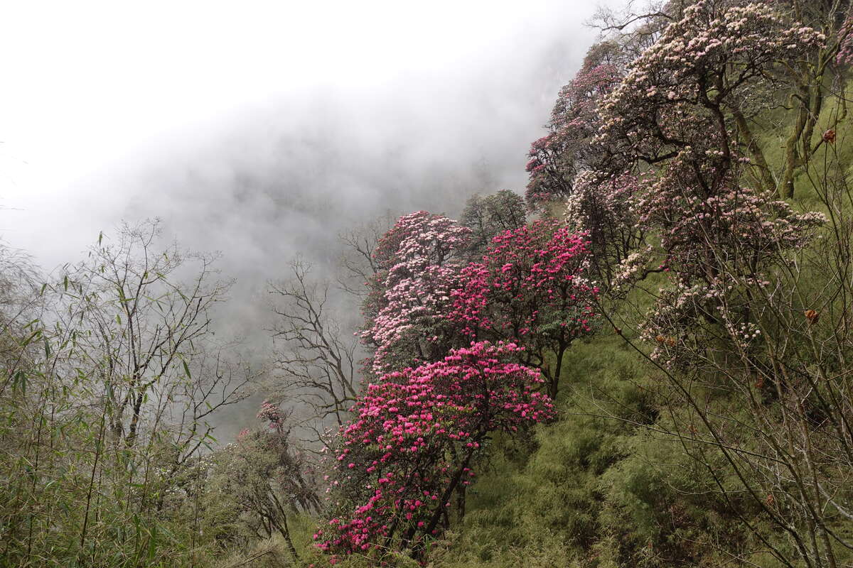 mera peak