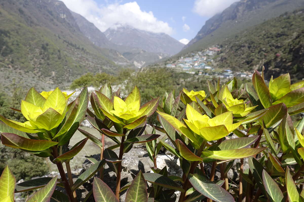 mera peak