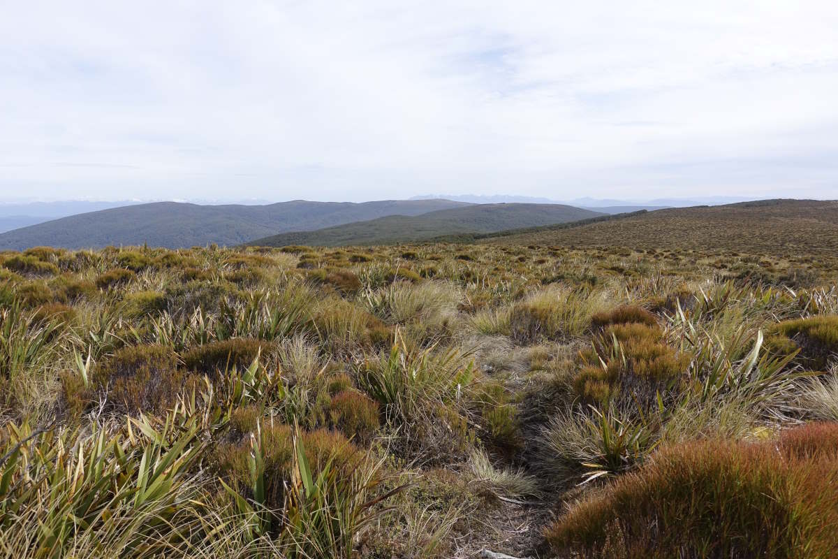Te Araroa
