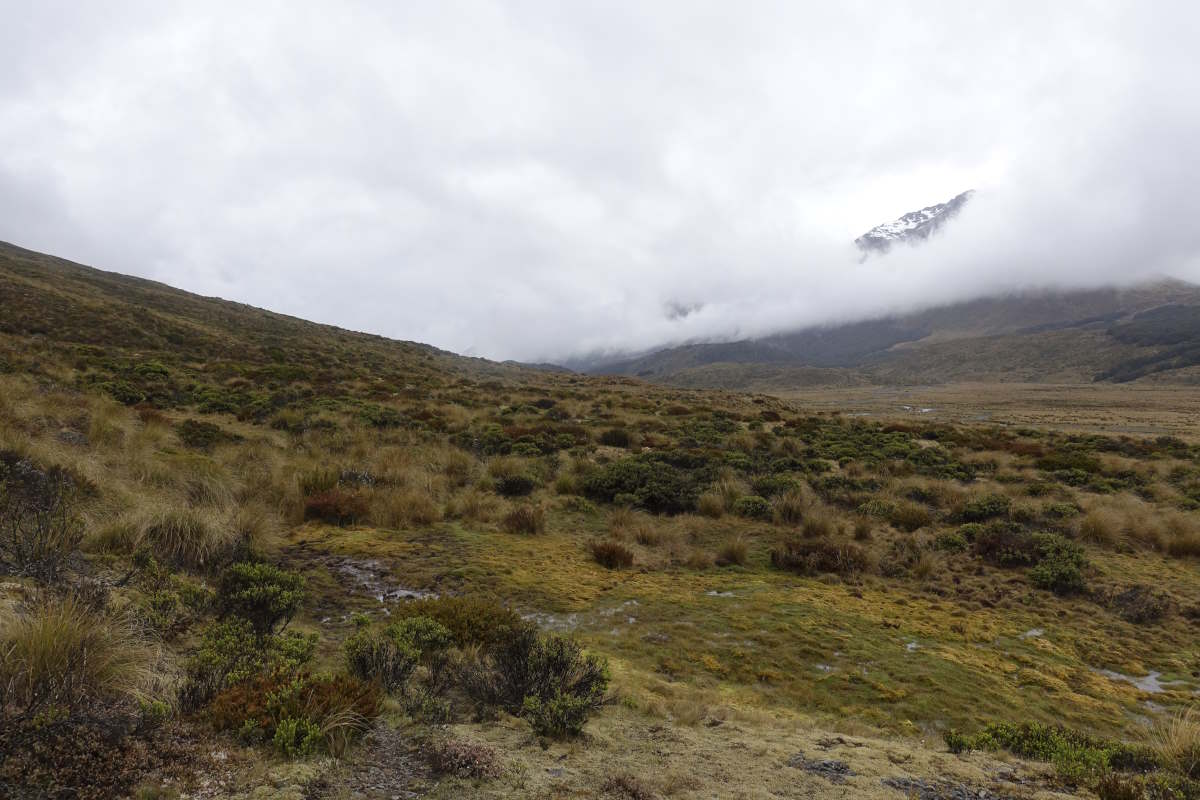Te Araroa
